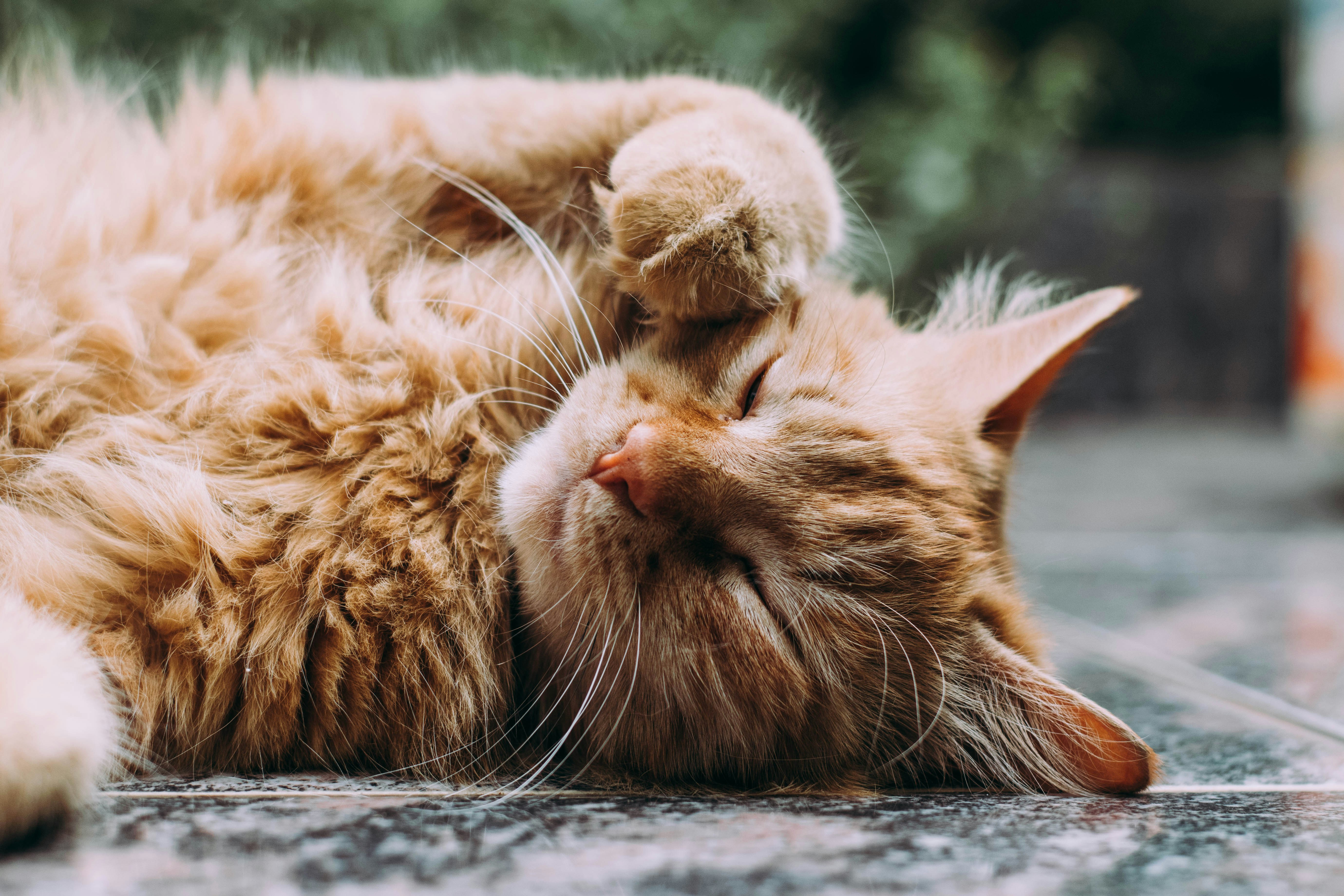 Котам